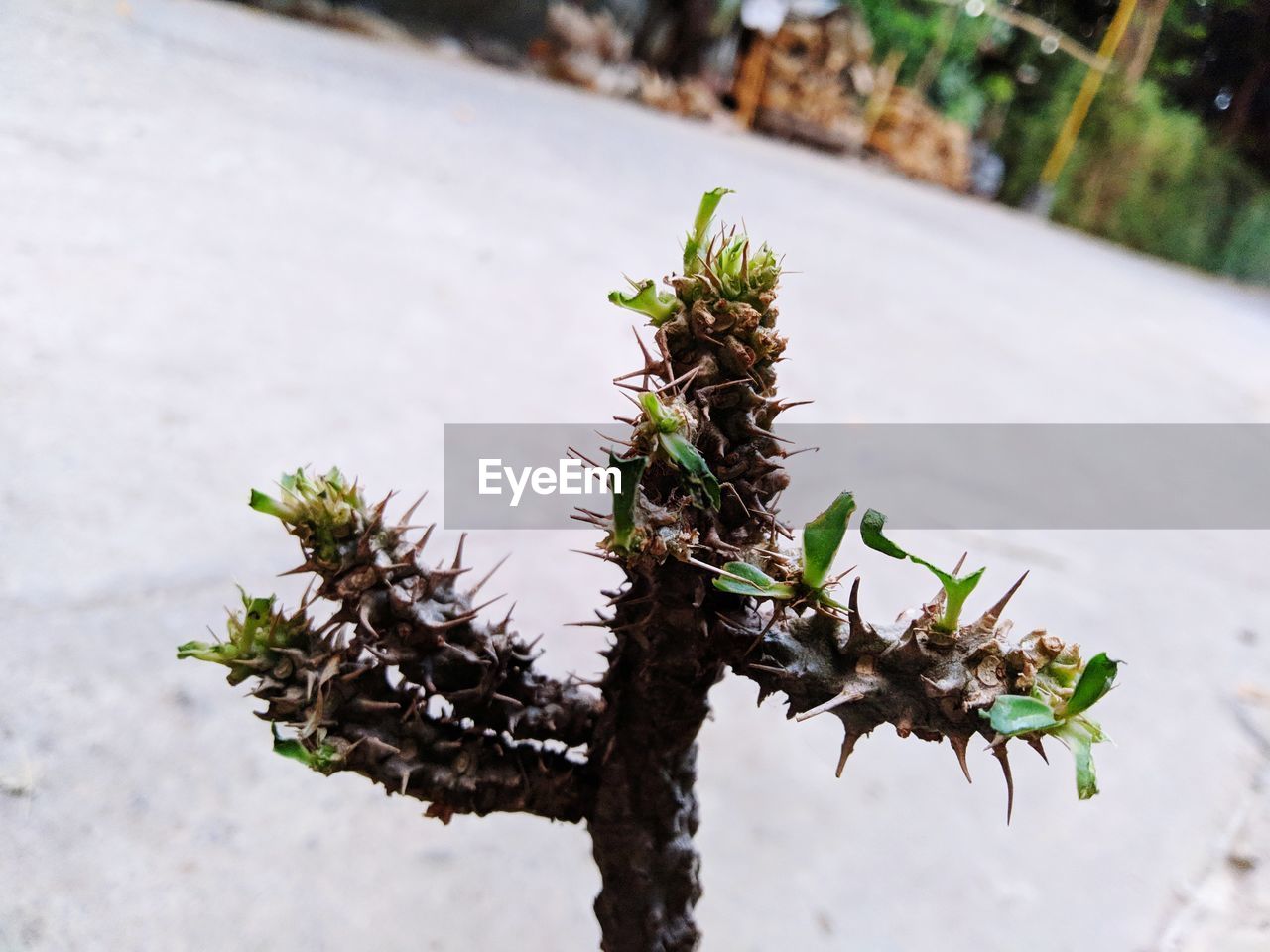 CLOSE-UP OF PLANT ON ROAD BY ROCK