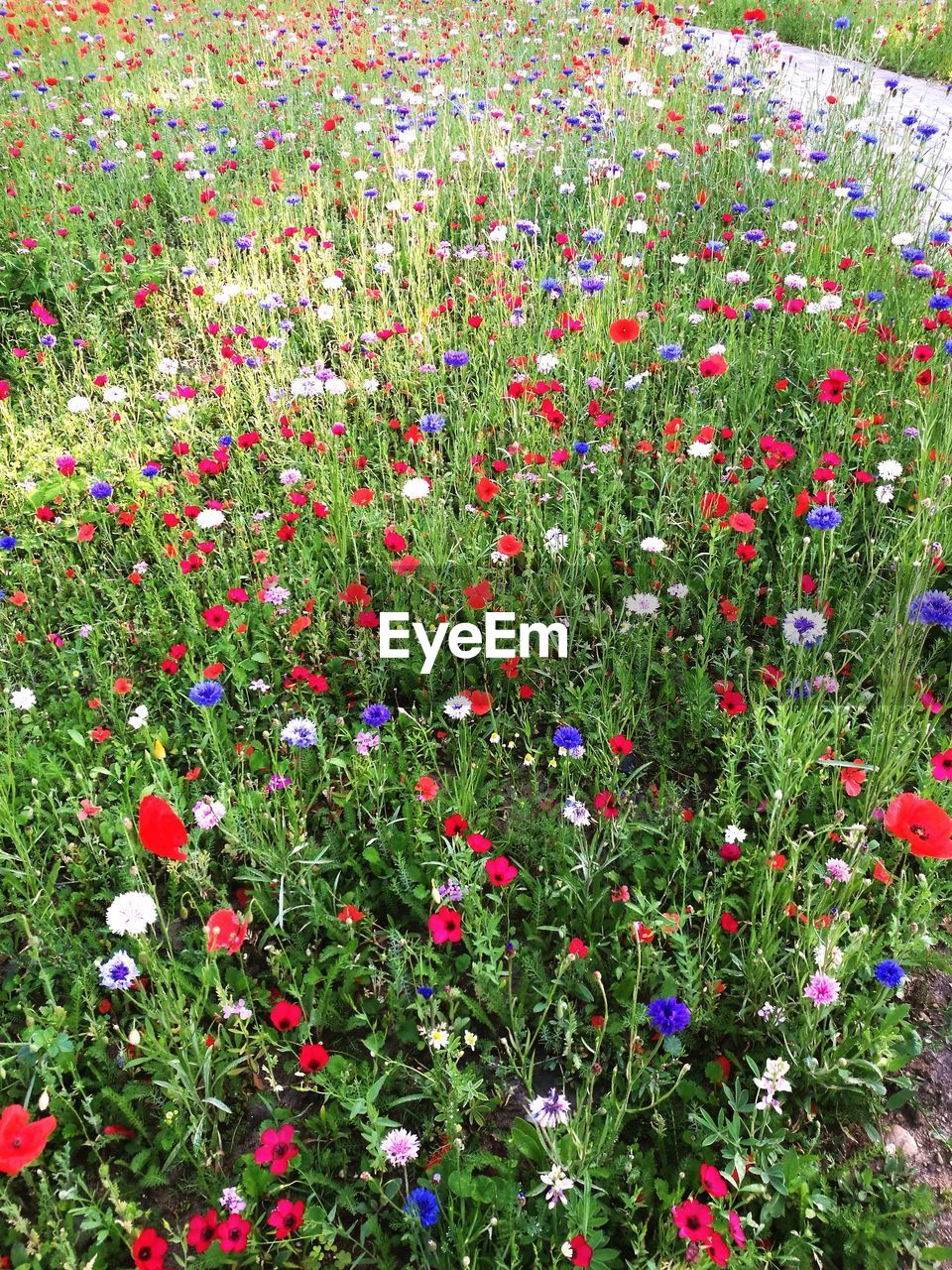 VIEW OF FLOWERING PLANTS ON LAND