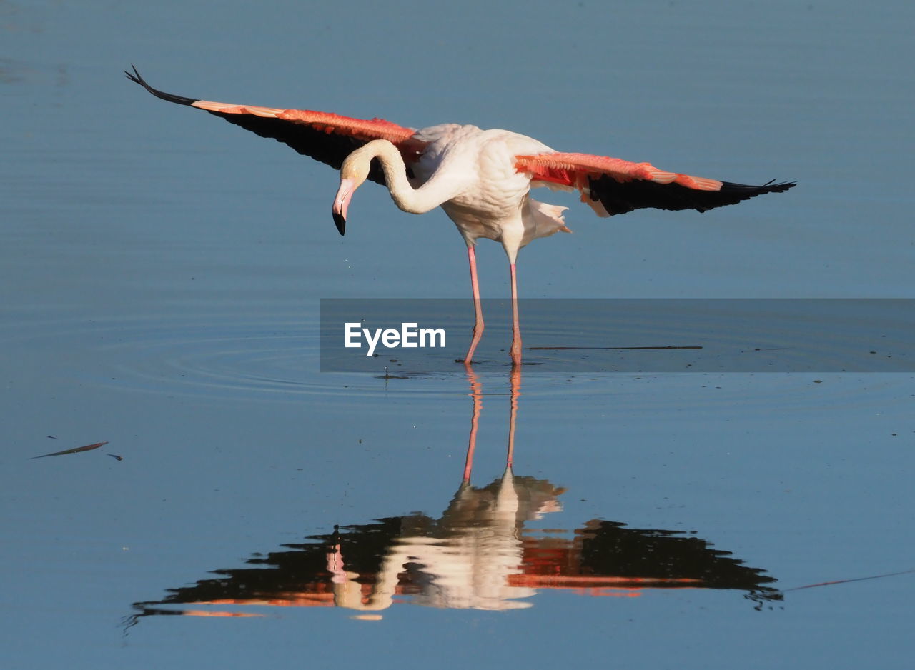 BIRDS FLYING OVER LAKE