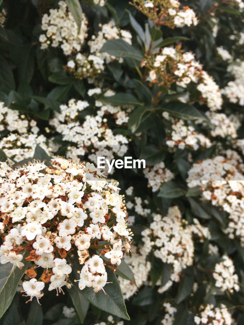 Close-up of cherry blossom