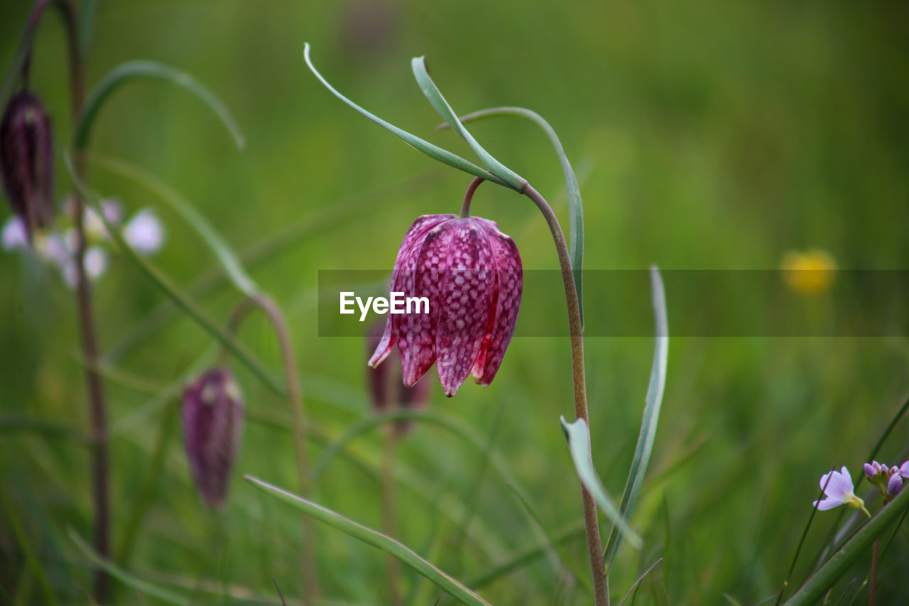 CLOSE-UP OF PURPLE FLOWER ON FIELD