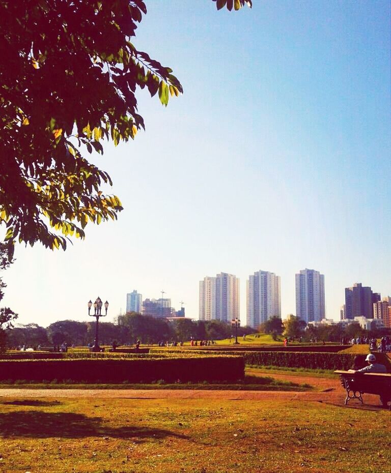 VIEW OF TREES AGAINST CLEAR SKY