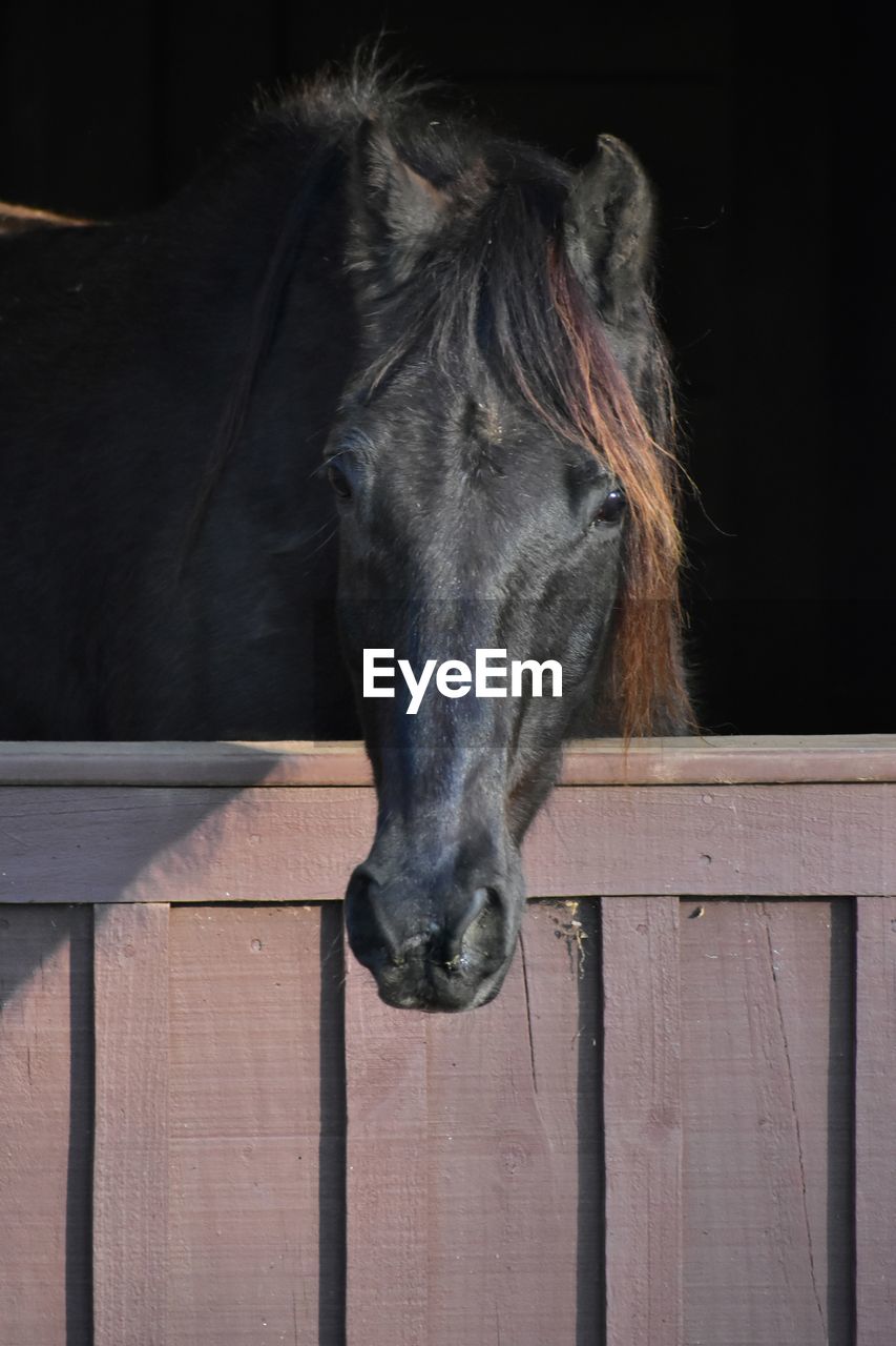 Close-up of a horse