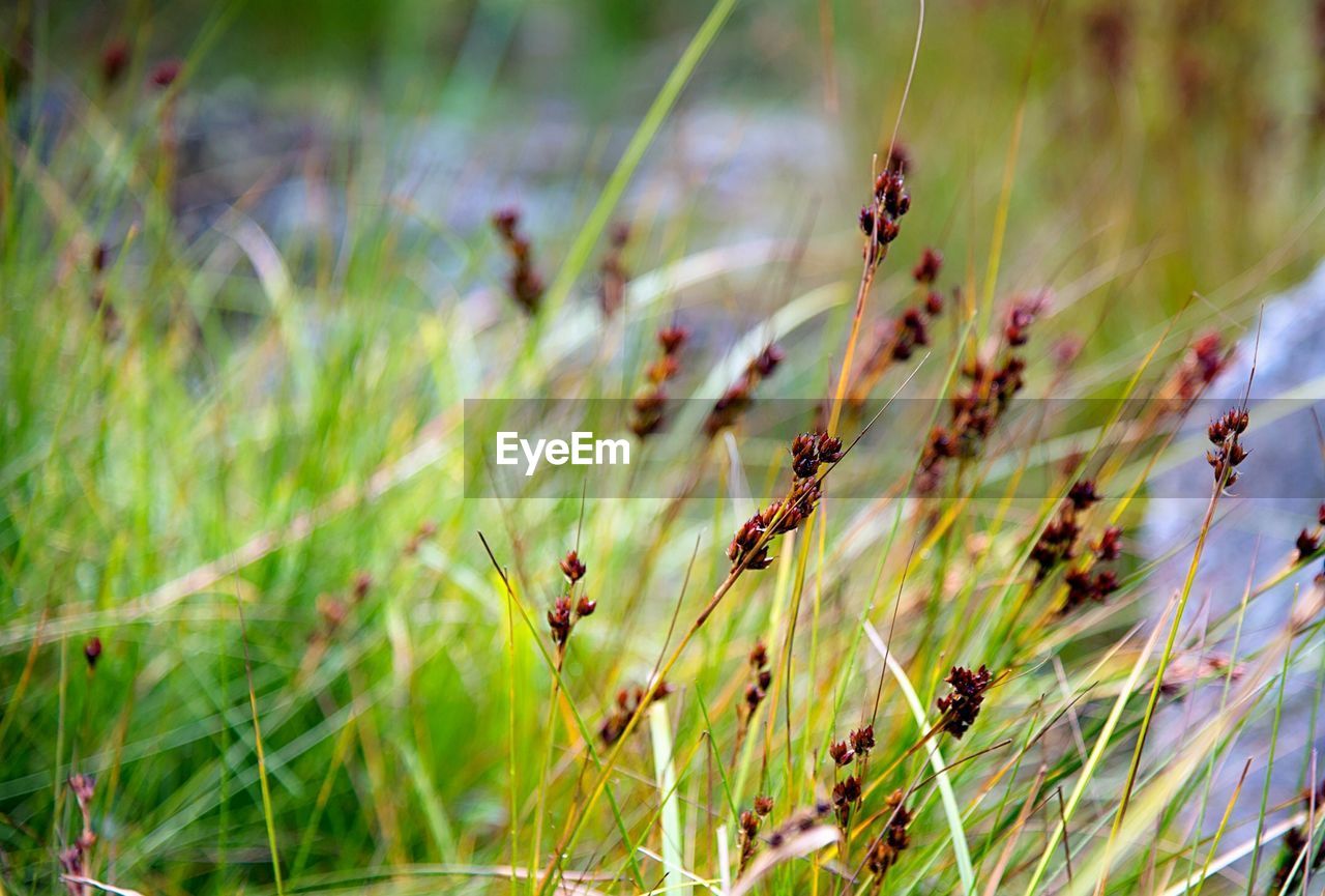 CLOSE-UP OF INSECT ON PLANT