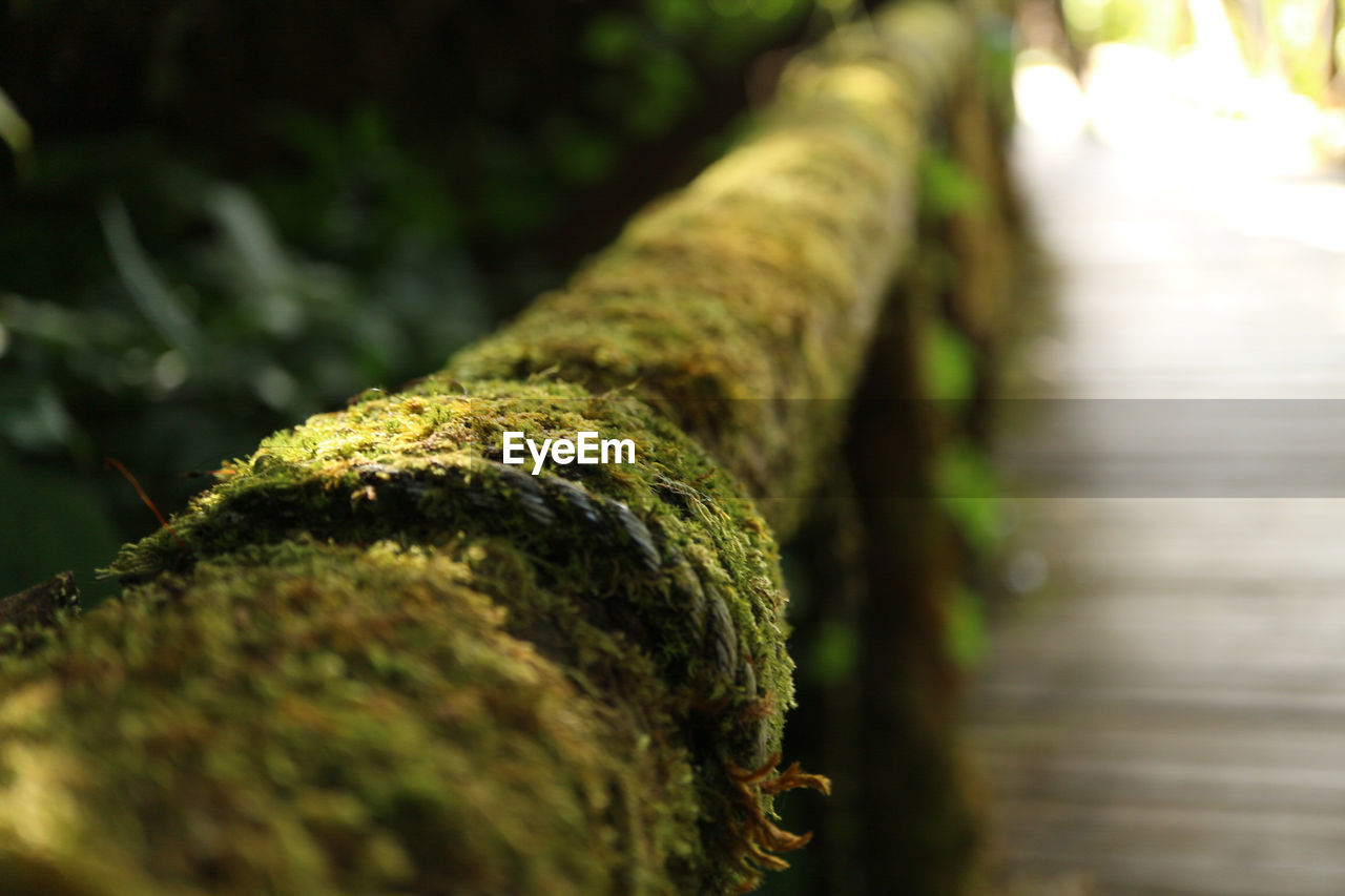 CLOSE-UP OF MOSS ON TREE TRUNK IN FOREST