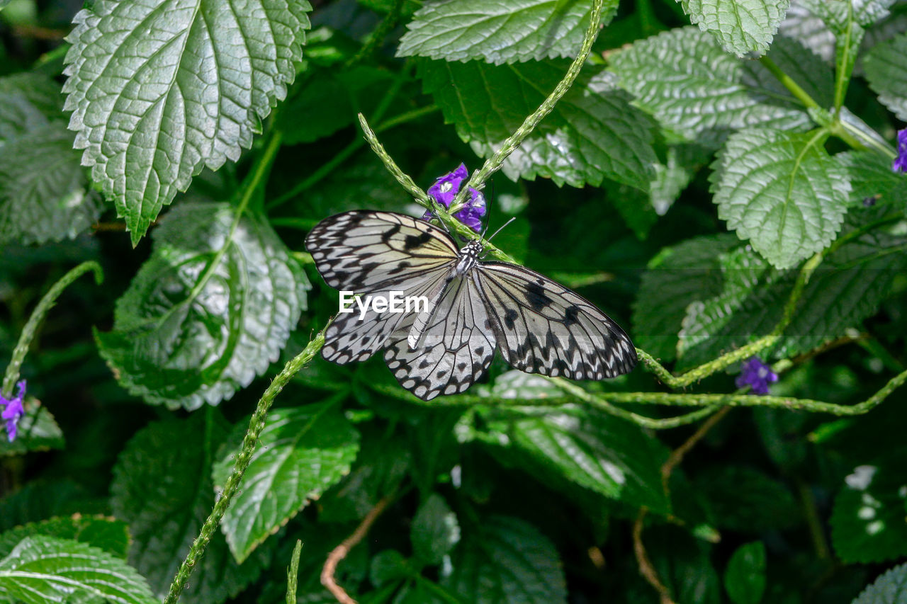 leaf, plant part, plant, butterfly, animal wildlife, beauty in nature, animal themes, animal, moths and butterflies, nature, green, flower, insect, animal wing, wildlife, growth, one animal, close-up, flowering plant, no people, day, outdoors, freshness, fragility, bramble, focus on foreground, food