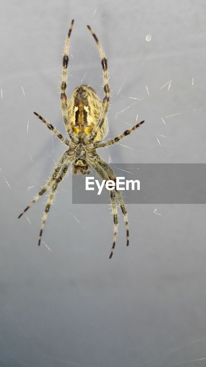 Close-up of spider on web