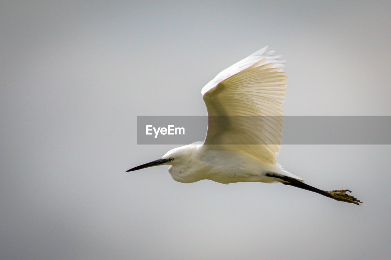 Low angle view of egret flying