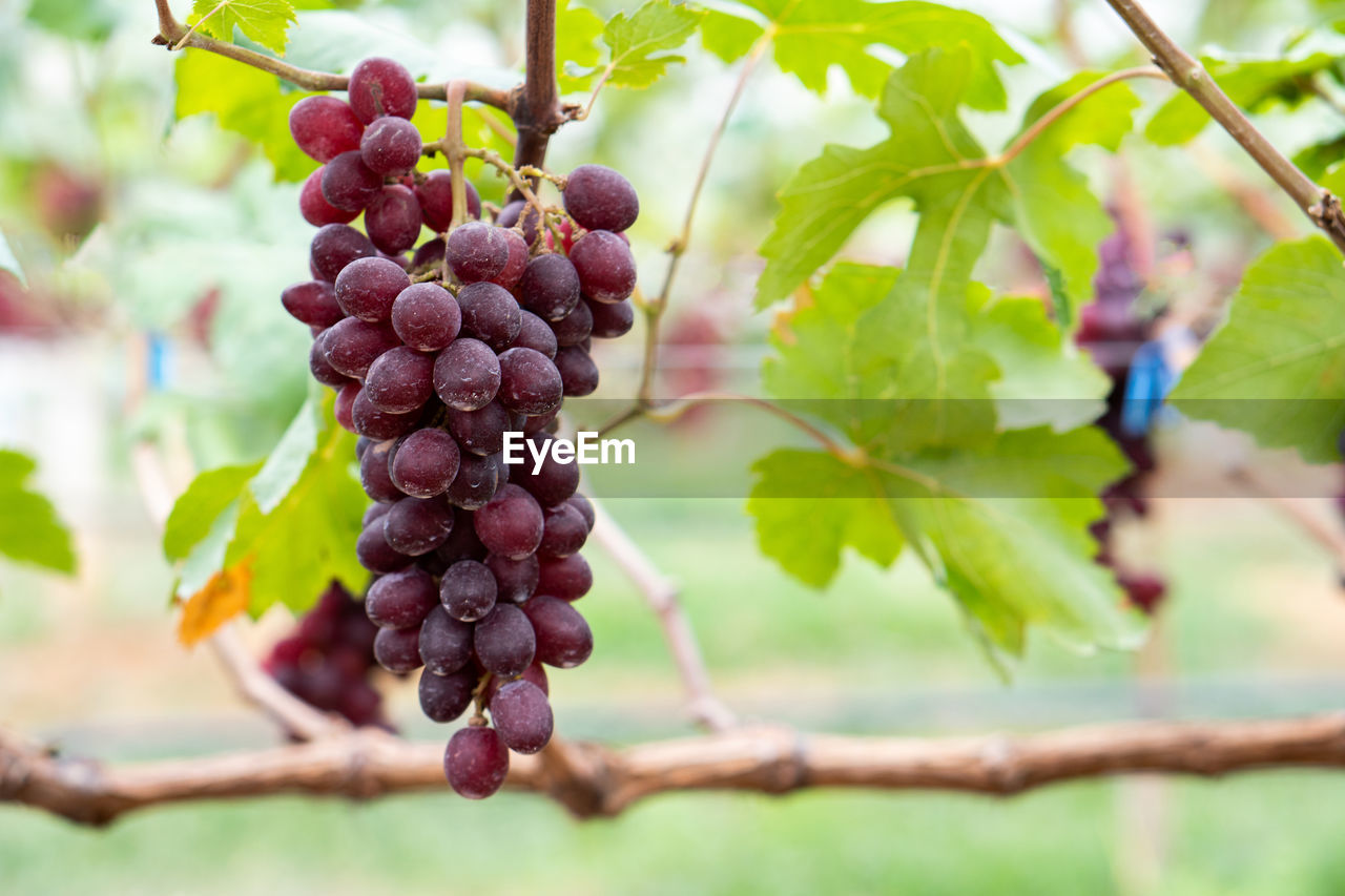 Close-up of red grapes on the vine in the field, grown in thailand