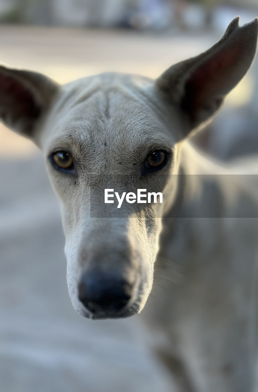 dog, animal, animal themes, one animal, pet, mammal, portrait, close-up, looking at camera, domestic animals, focus on foreground, animal body part, hound, no people, greyhound, animal sports, canine, day, outdoors, front view, animal head