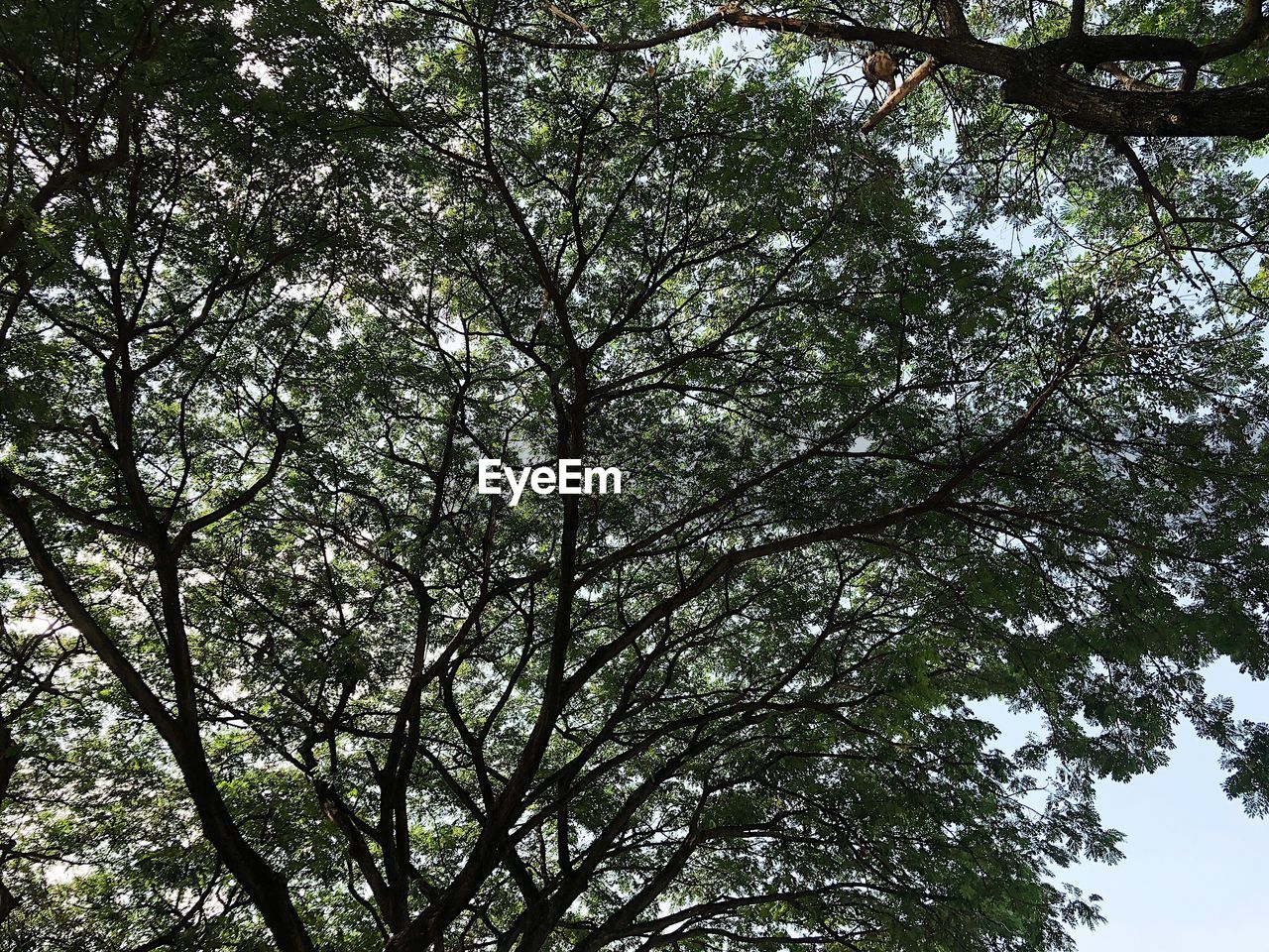 LOW ANGLE VIEW OF TREE AGAINST SKY