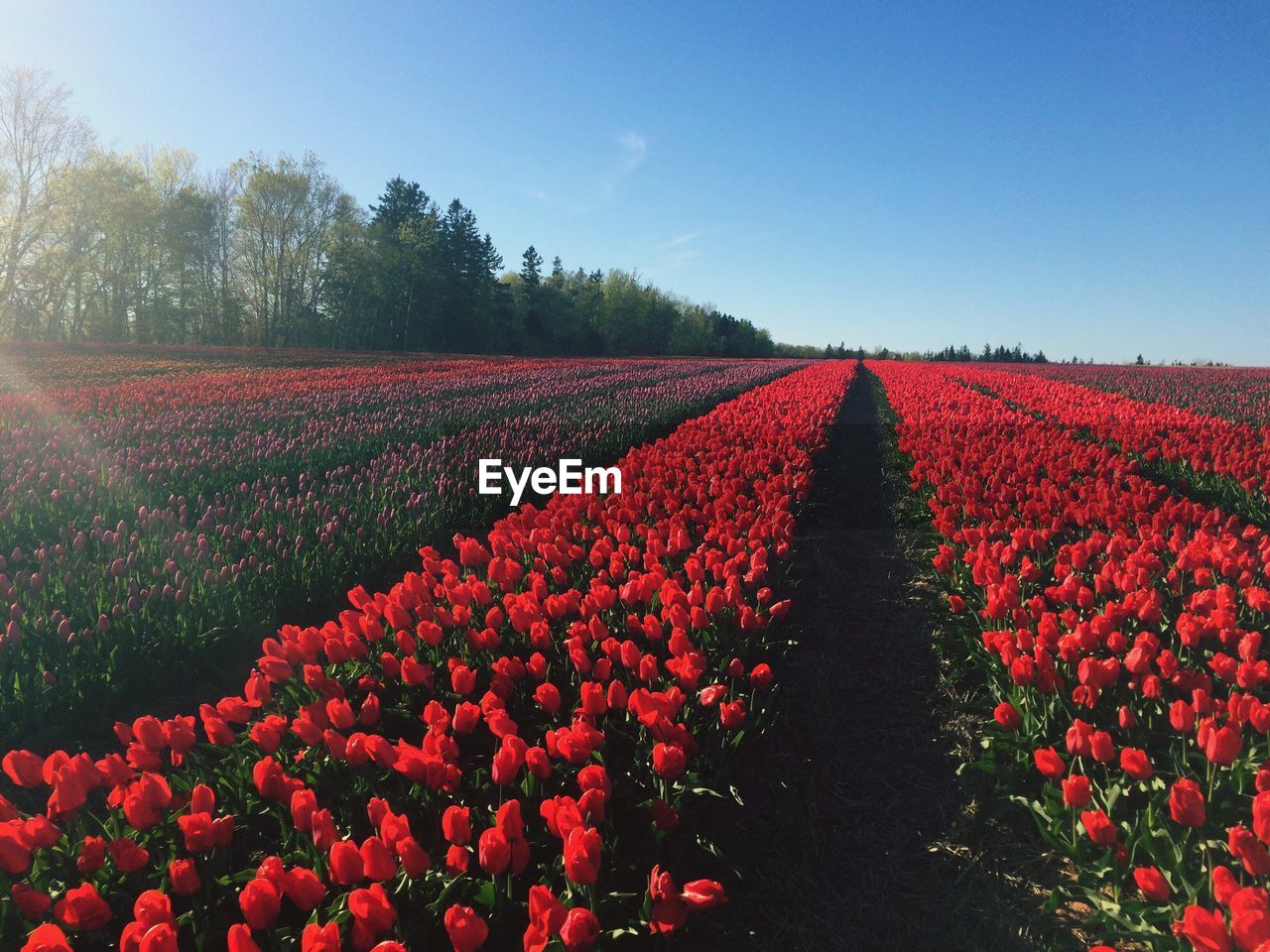 Red flowers growing in field against clear sky