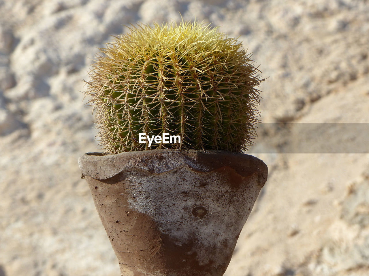 CLOSE-UP OF CACTUS