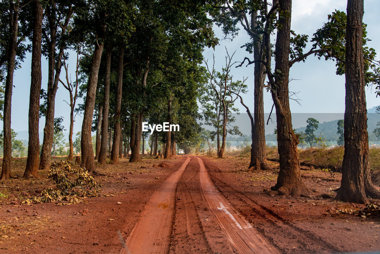 Dirt road amidst trees in forest