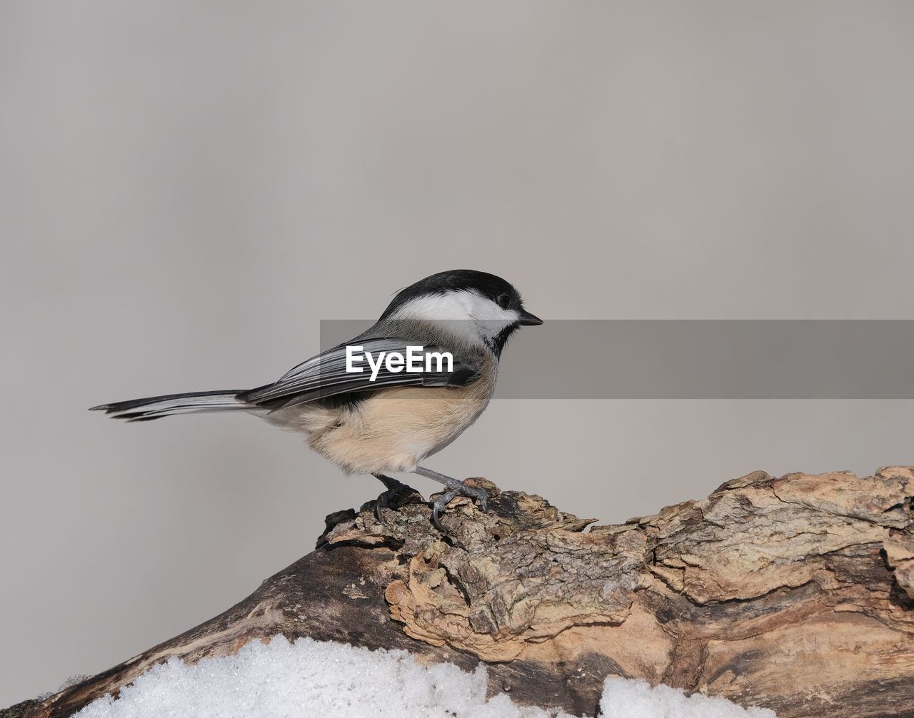 A chickadee perched on a branch