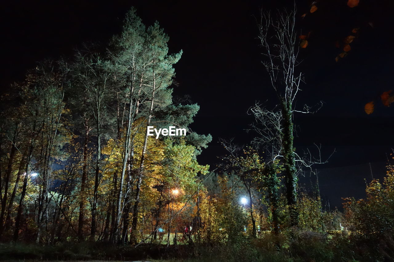 LOW ANGLE VIEW OF TREES AT NIGHT