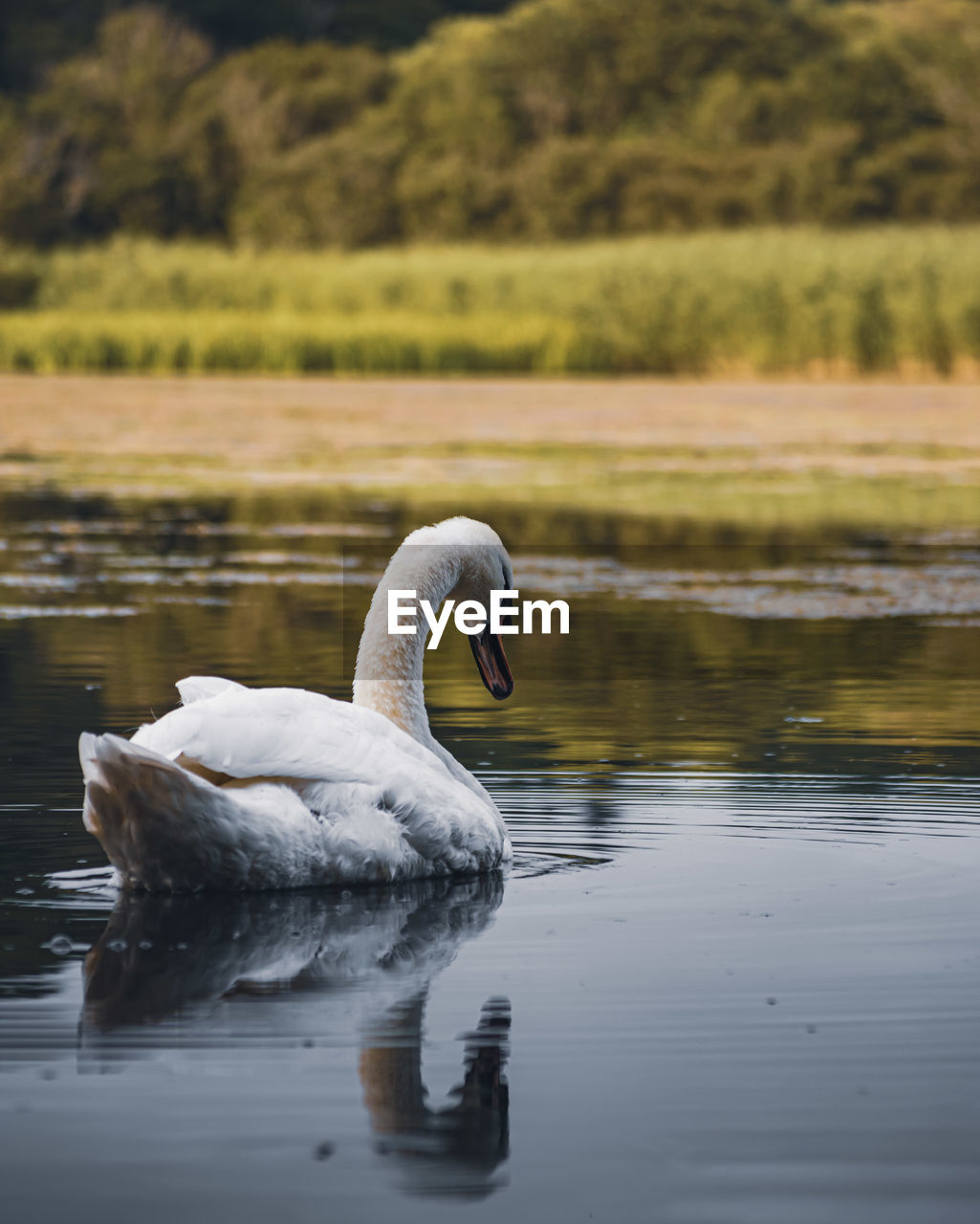 Swan swimming in lake