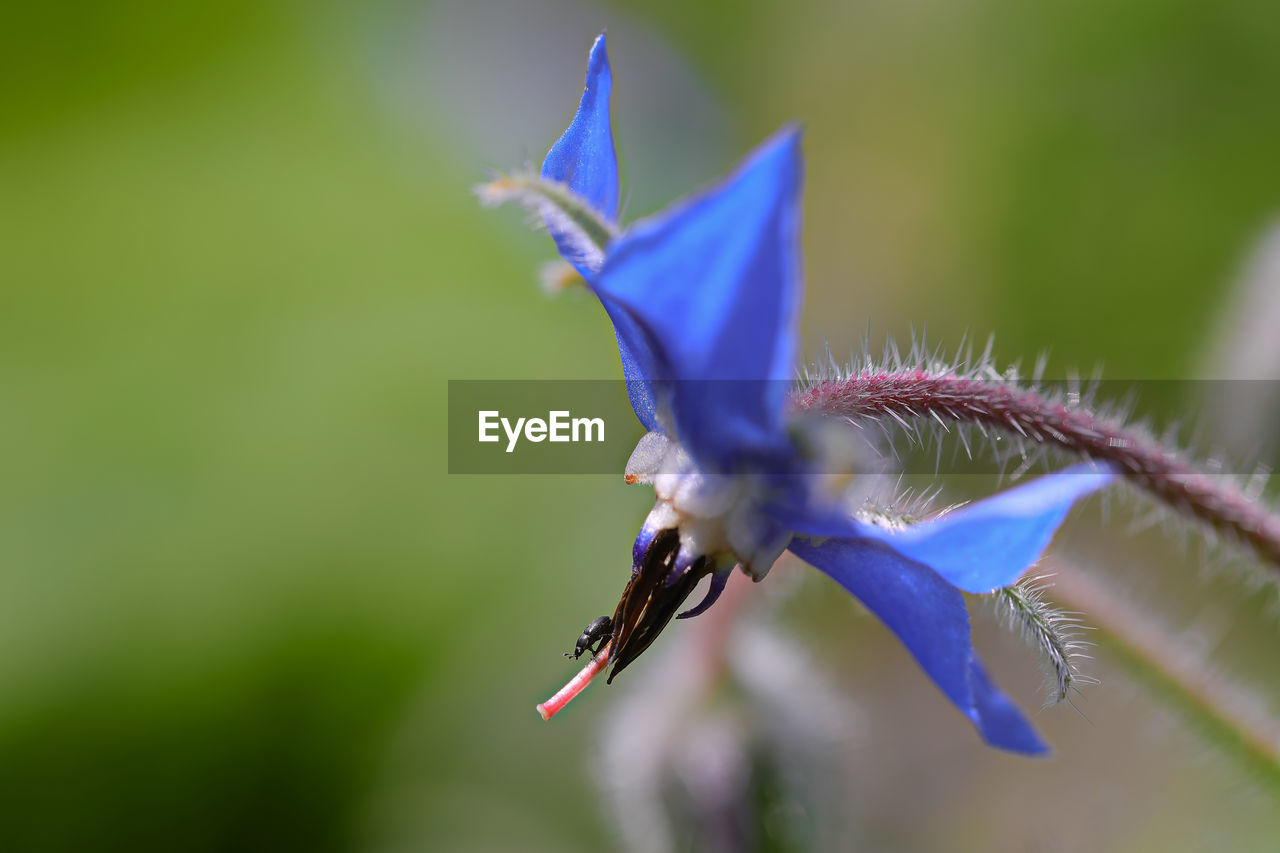 CLOSE-UP OF PURPLE FLOWER