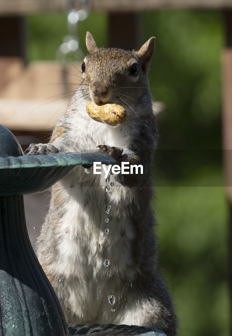 CLOSE-UP OF SQUIRREL EATING