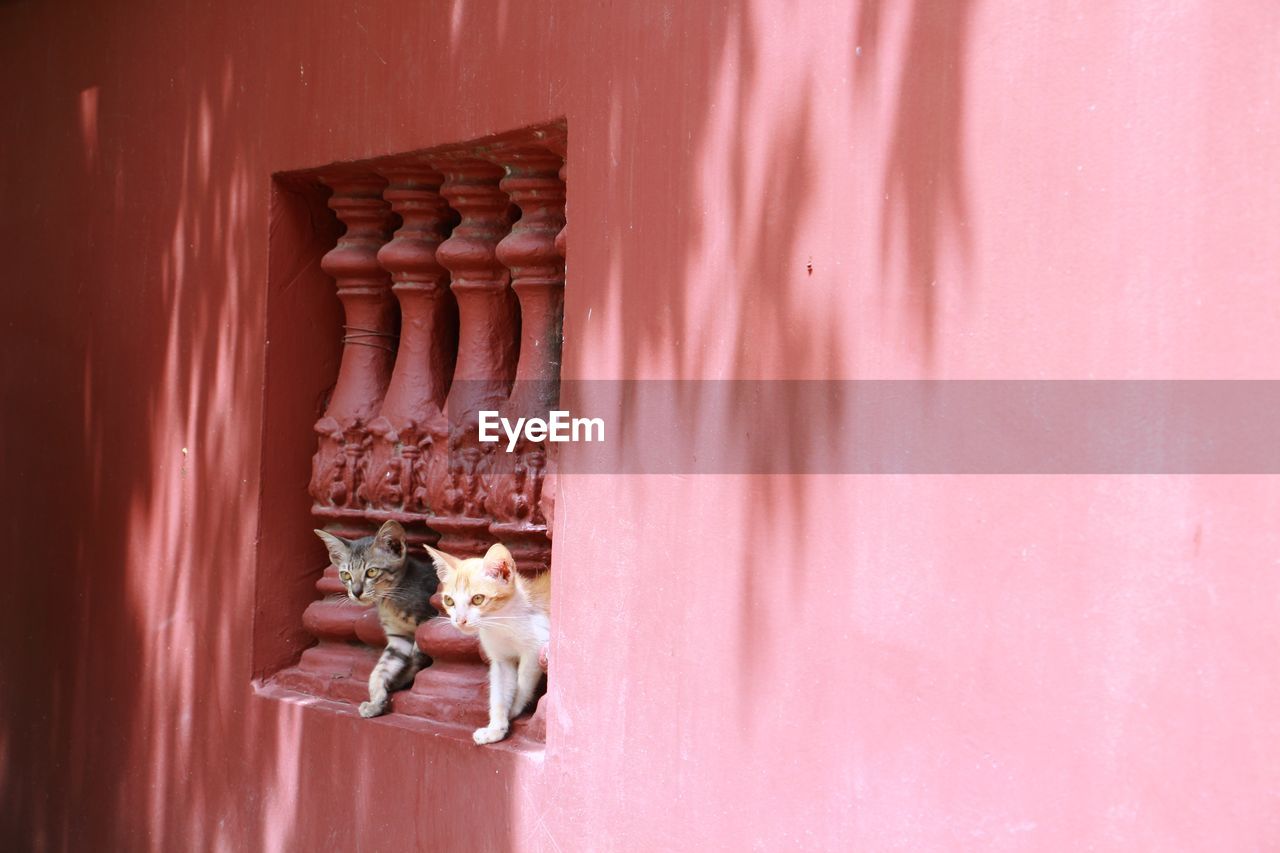 CAT LOOKING THROUGH WINDOW