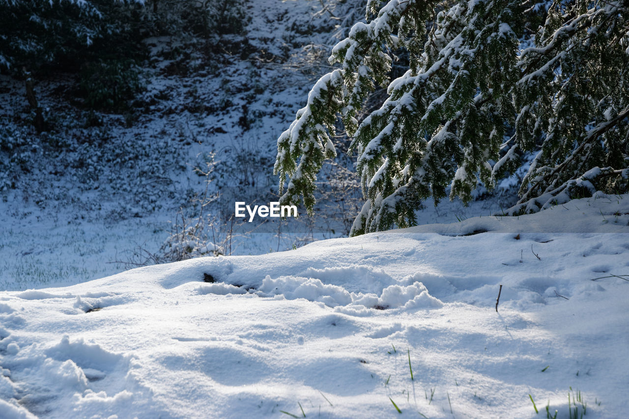 SNOW COVERED FIELD BY TREES