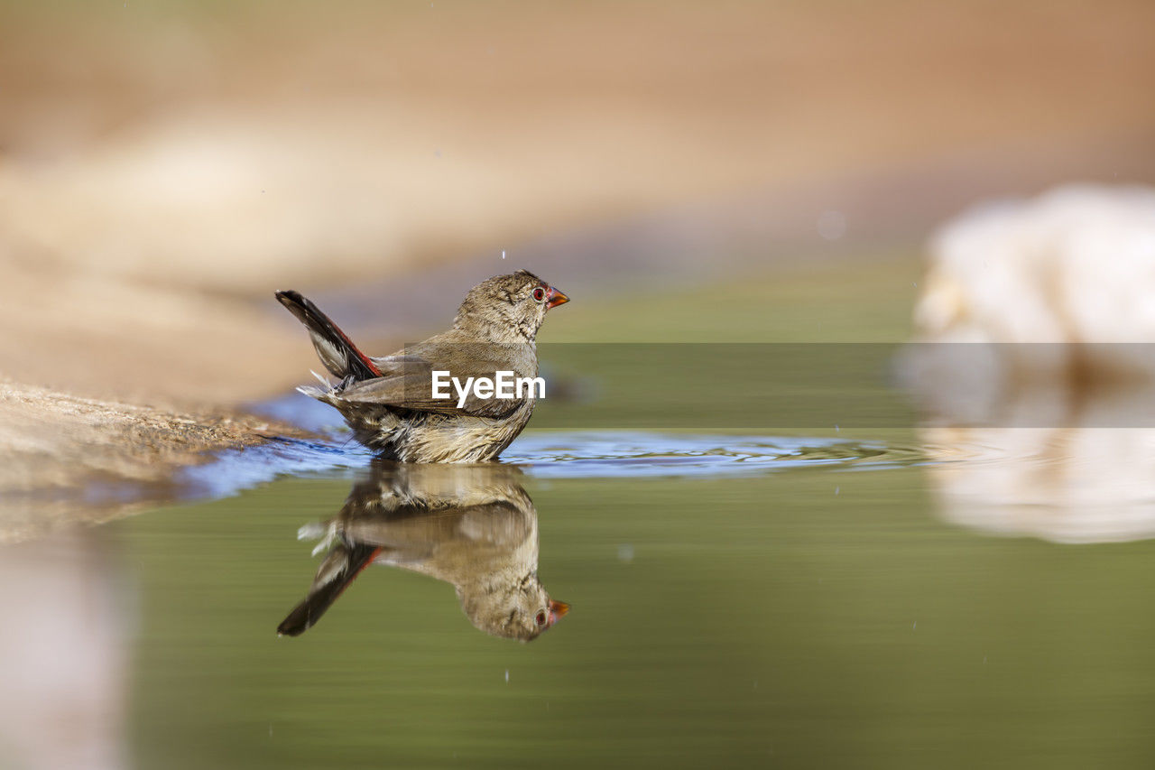 animal themes, animal, animal wildlife, bird, wildlife, nature, one animal, water, flying, motion, no people, close-up, beak, wing, lake, selective focus, day, reflection, outdoors, spread wings, full length, sparrow, macro photography, mid-air, focus on foreground, beauty in nature, animal body part