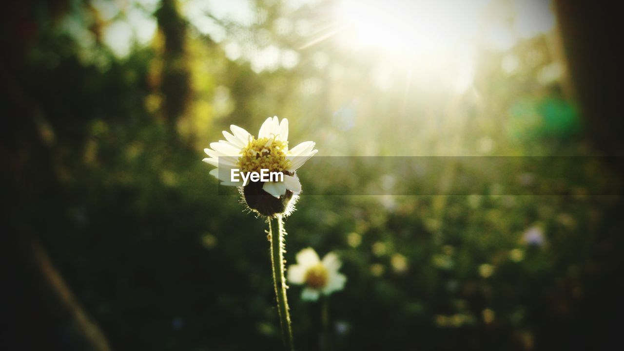 CLOSE-UP OF FLOWERING PLANT AGAINST BRIGHT SUN