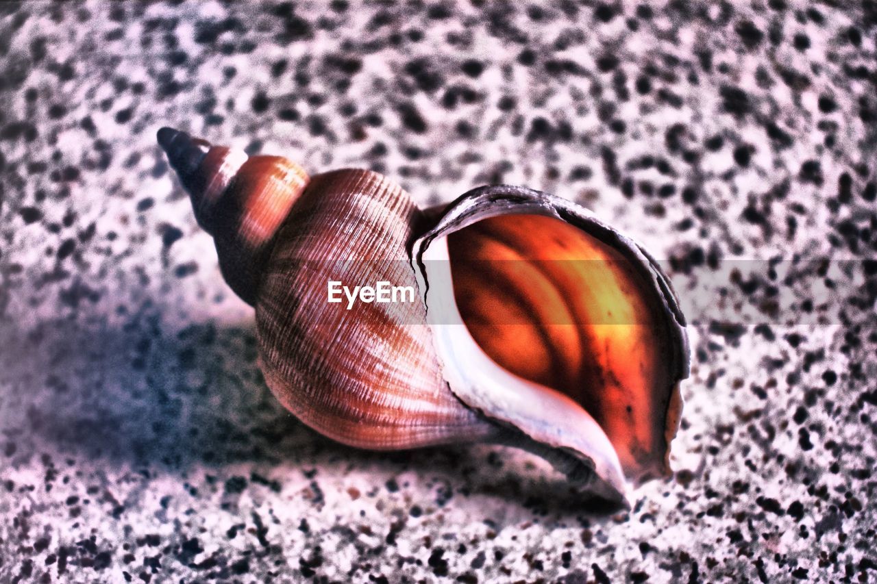 Close-up of seashell on textured background