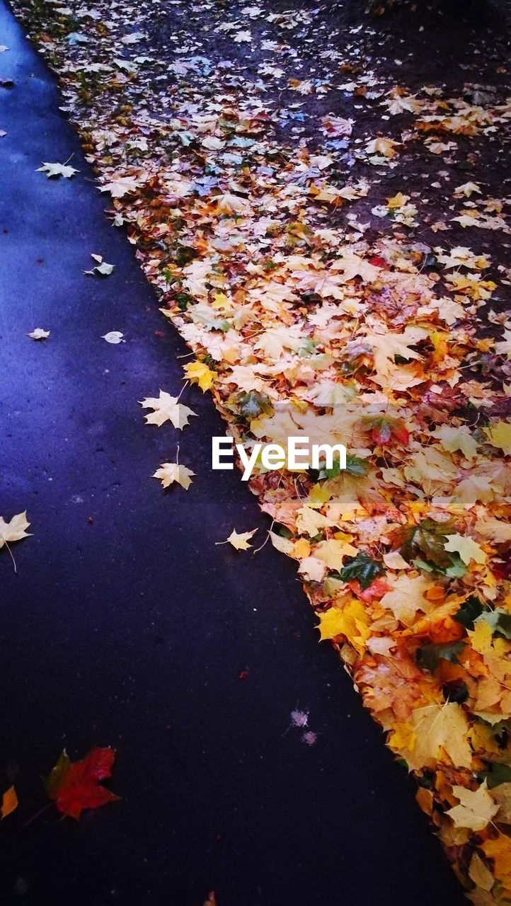 FALLEN MAPLE LEAVES FLOATING ON LAKE