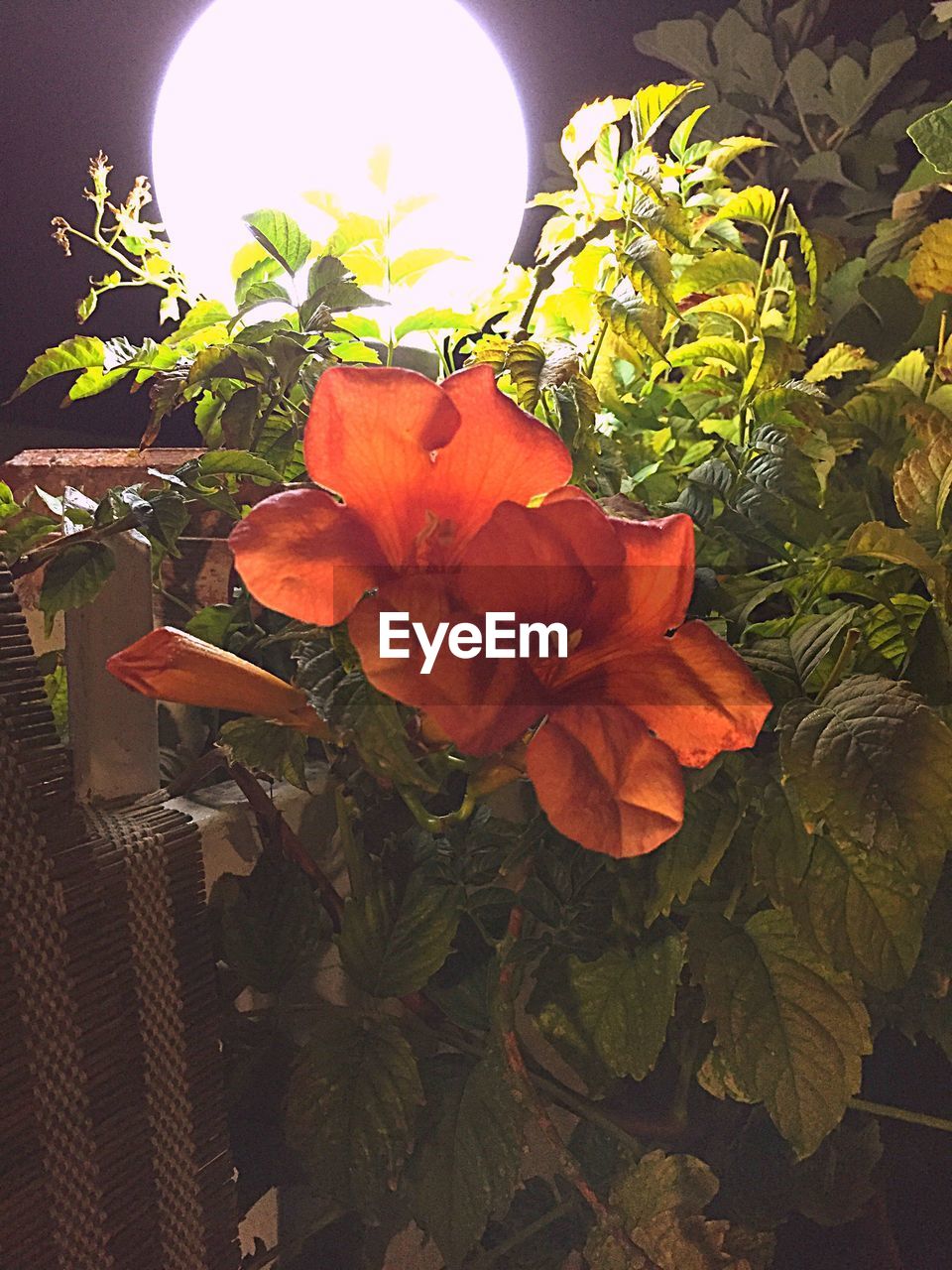 CLOSE-UP OF ORANGE FLOWER BLOOMING OUTDOORS