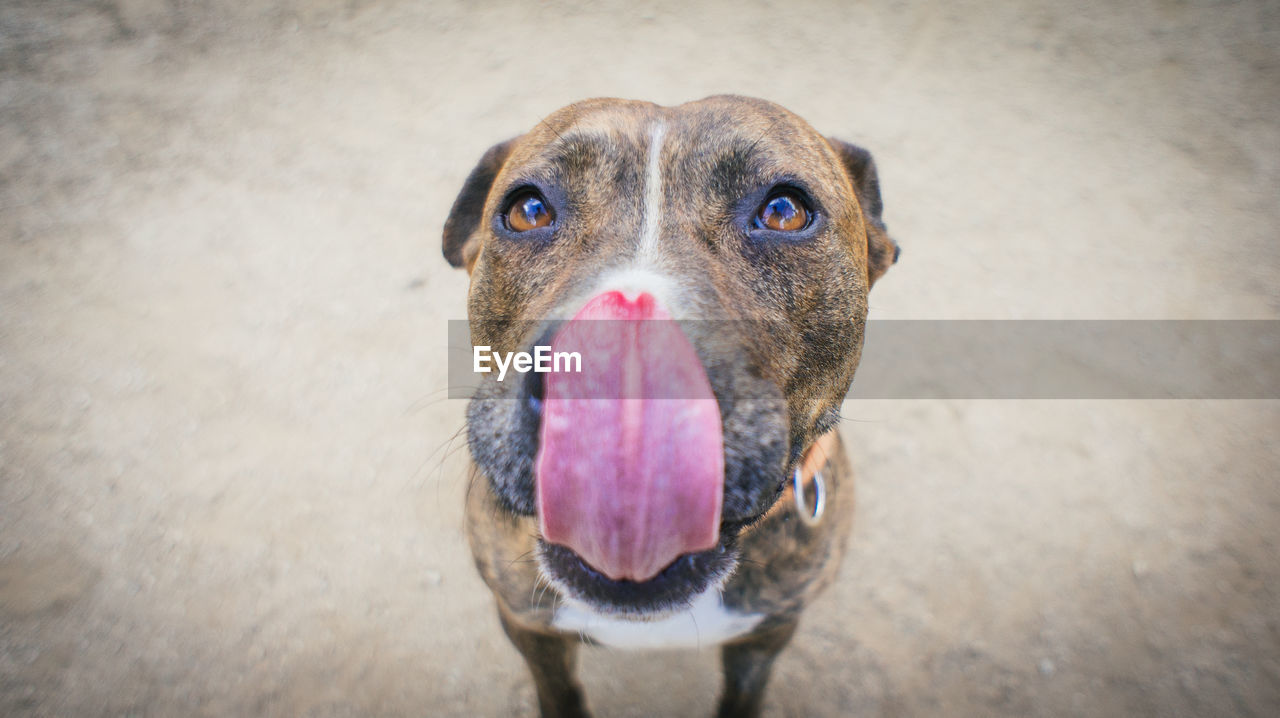 High angle portrait of dog licking