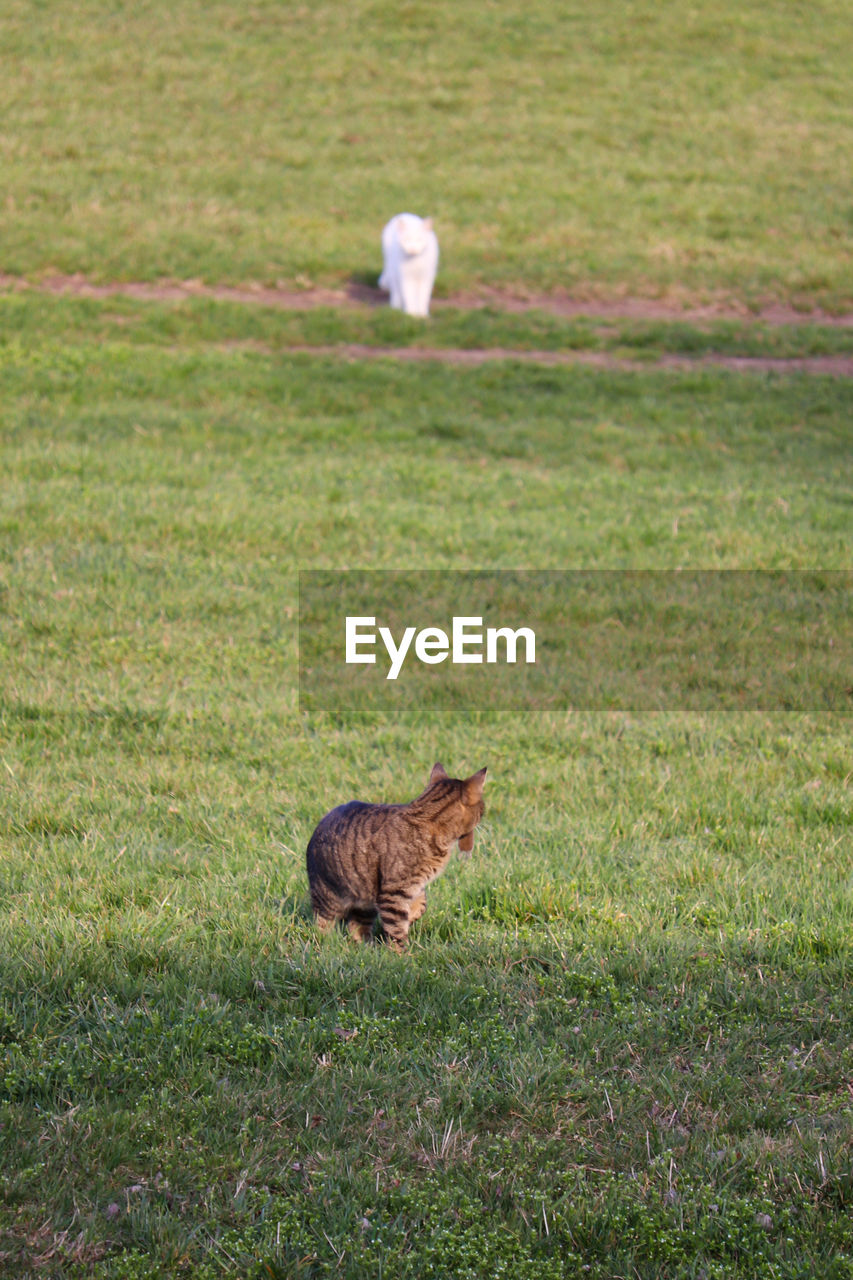 FULL LENGTH OF CAT ON GRASS