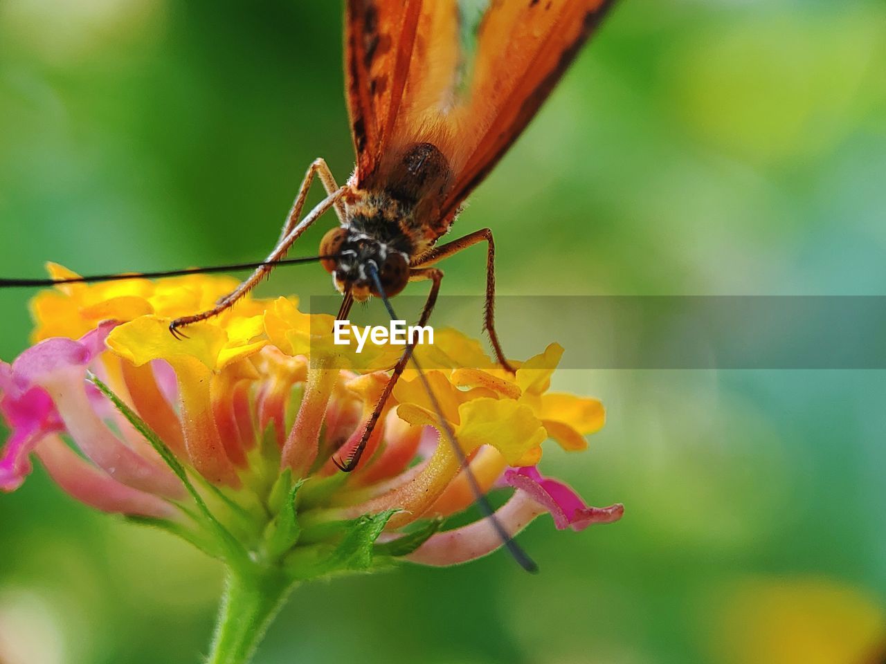 CLOSE-UP OF HONEY BEE ON FLOWER