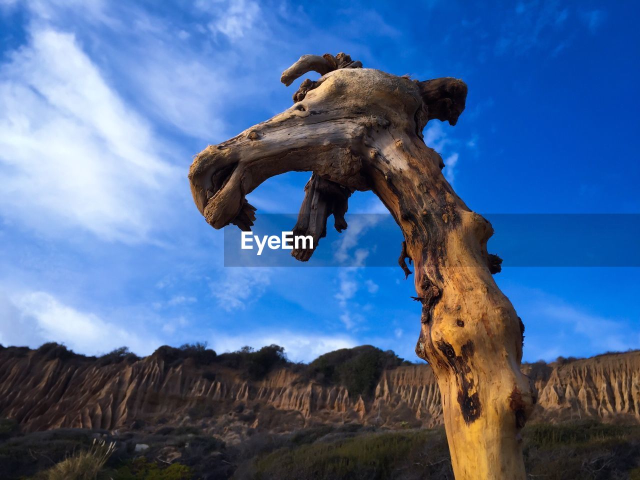 Low angle view of dead tree against blue sky