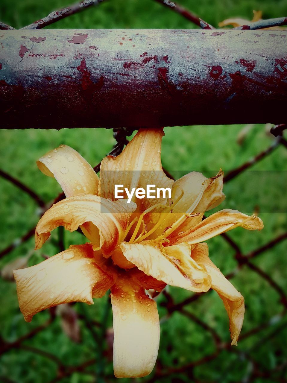 CLOSE-UP OF PLANT GROWING ON THE GROUND