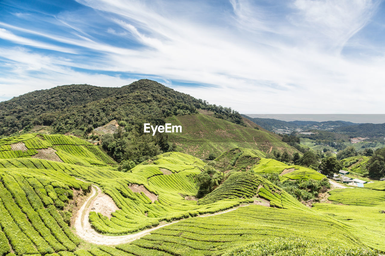 HIGH ANGLE VIEW OF GREEN FIELD AGAINST SKY