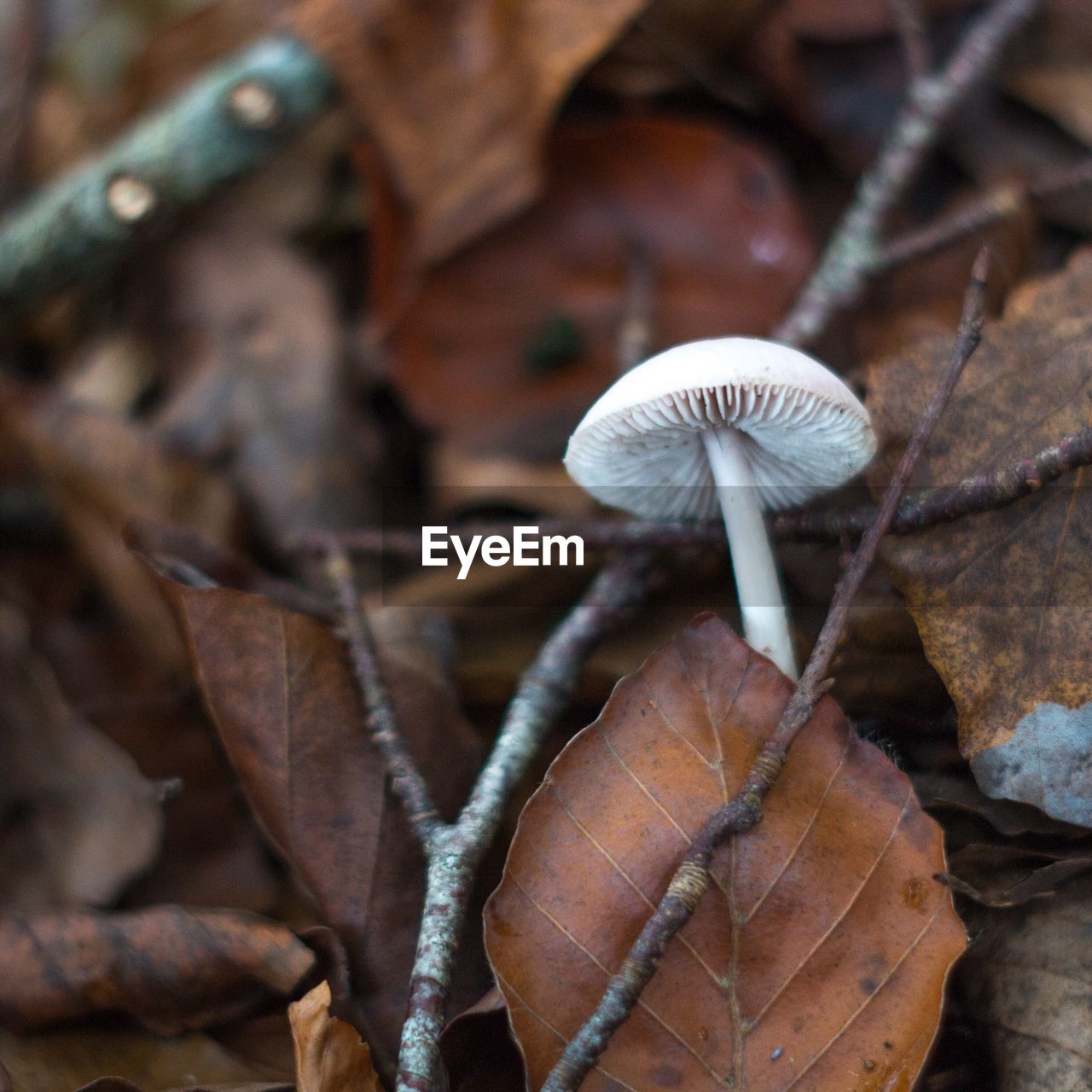 CLOSE-UP OF MUSHROOMS