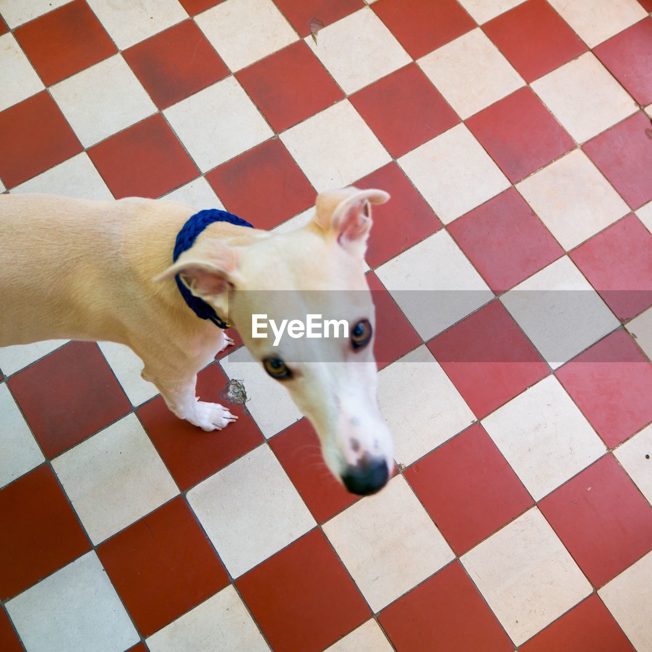 HIGH ANGLE VIEW OF WHITE DOG ON FLOOR
