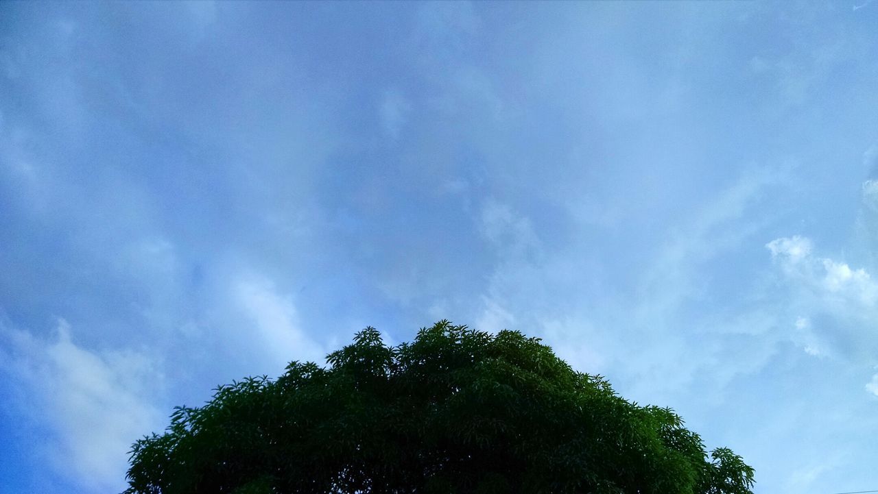 LOW-ANGLE VIEW OF TREES AGAINST SKY