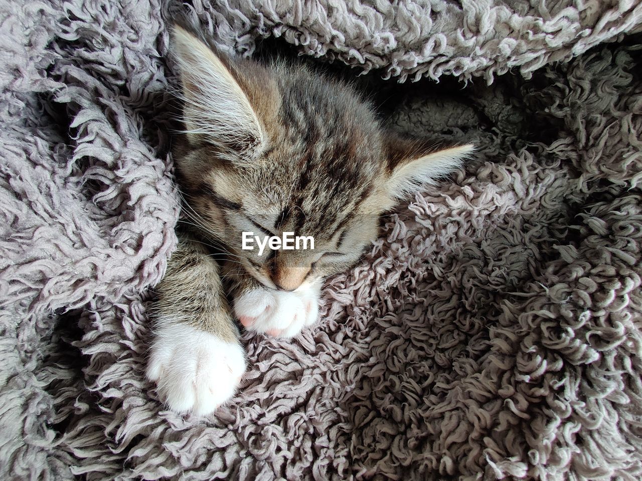 HIGH ANGLE VIEW OF CAT SLEEPING IN A FIELD