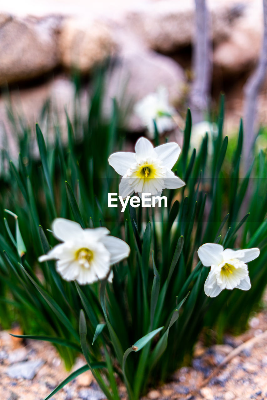 CLOSE UP OF WHITE FLOWERING PLANT