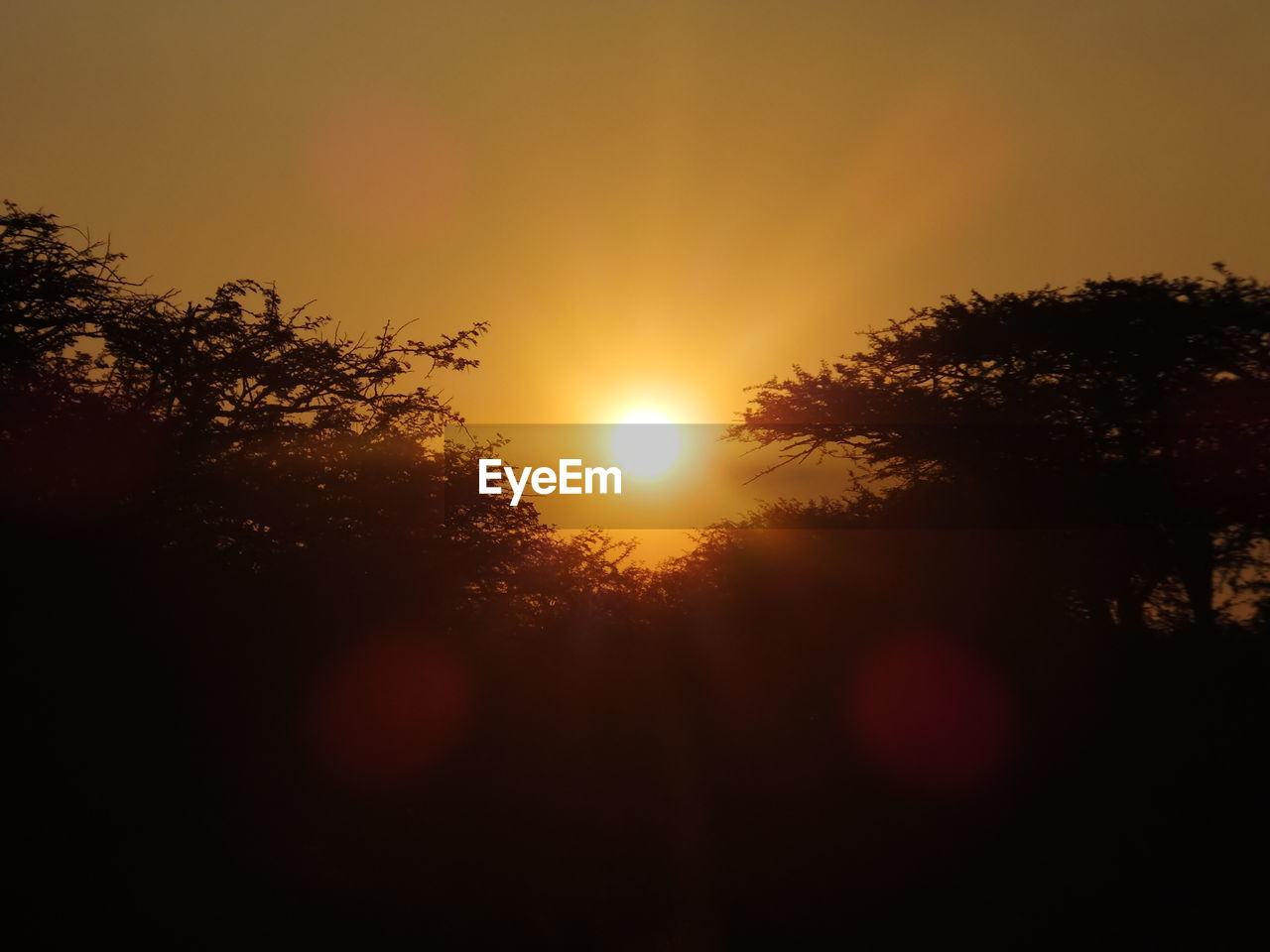 TREES AT SUNSET