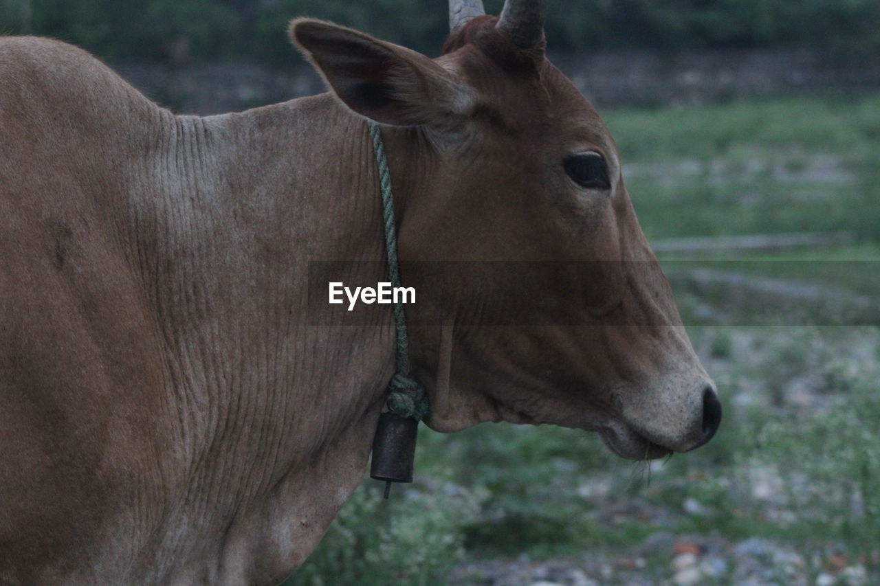 Close-up of cow wearing bell on field