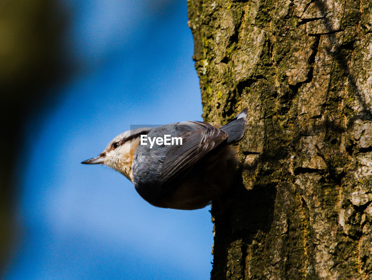 Low angle view of bird perching on tree trunk