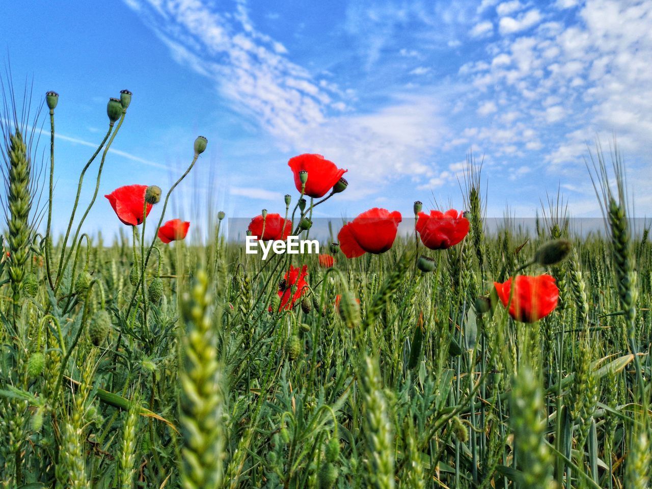 plant, red, flower, sky, nature, flowering plant, poppy, beauty in nature, field, land, cloud, landscape, growth, grass, freshness, meadow, environment, rural scene, no people, cereal plant, blue, tranquility, grassland, fragility, outdoors, green, springtime, day, crop, agriculture, flower head, petal, close-up, scenics - nature, wildflower, inflorescence, summer, prairie, sunlight, barley, tranquil scene, multi colored, vibrant color, plain, plant stem