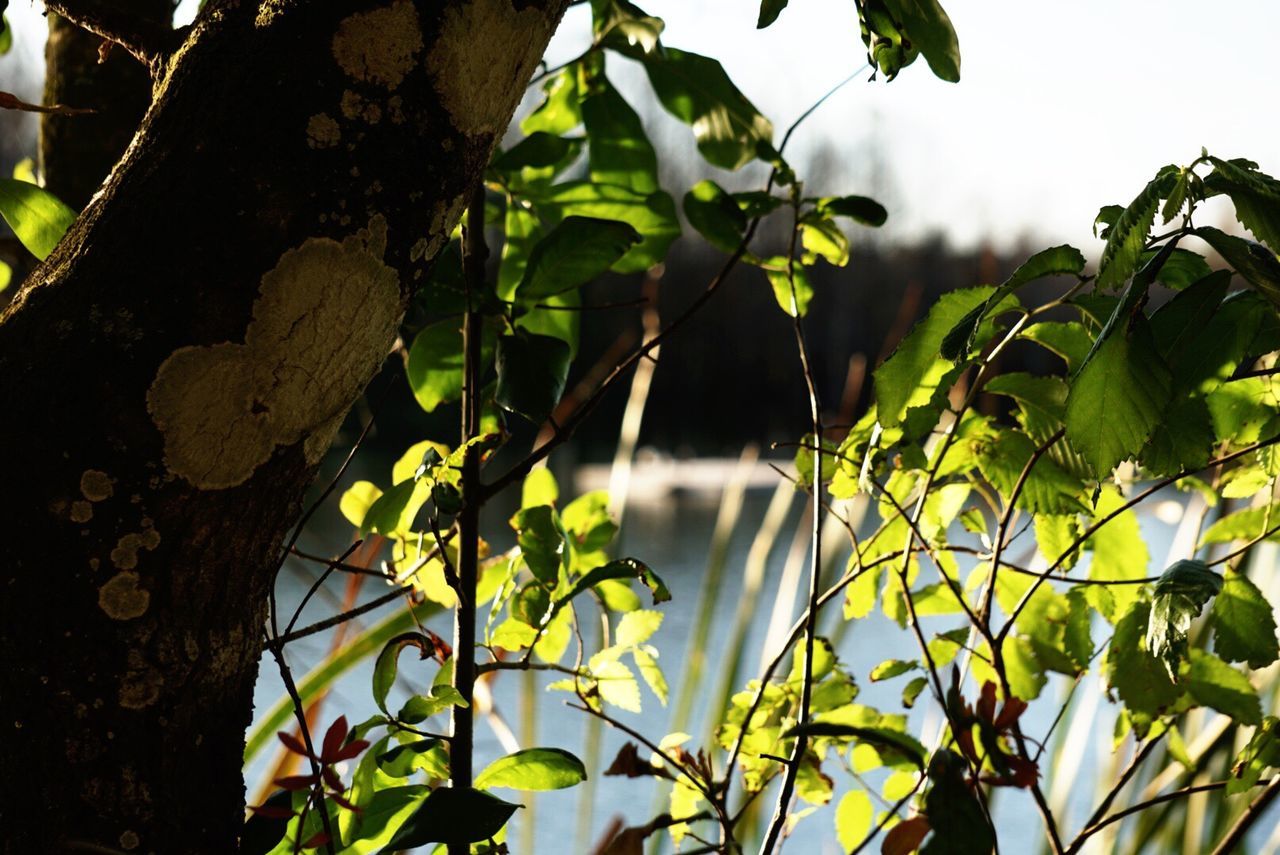 CLOSE-UP OF FRESH GREEN LEAVES