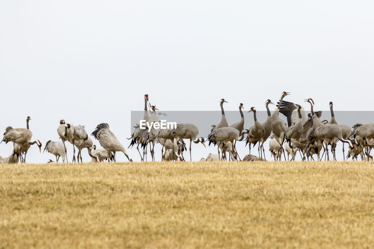 Cranes on a stubble field in spring