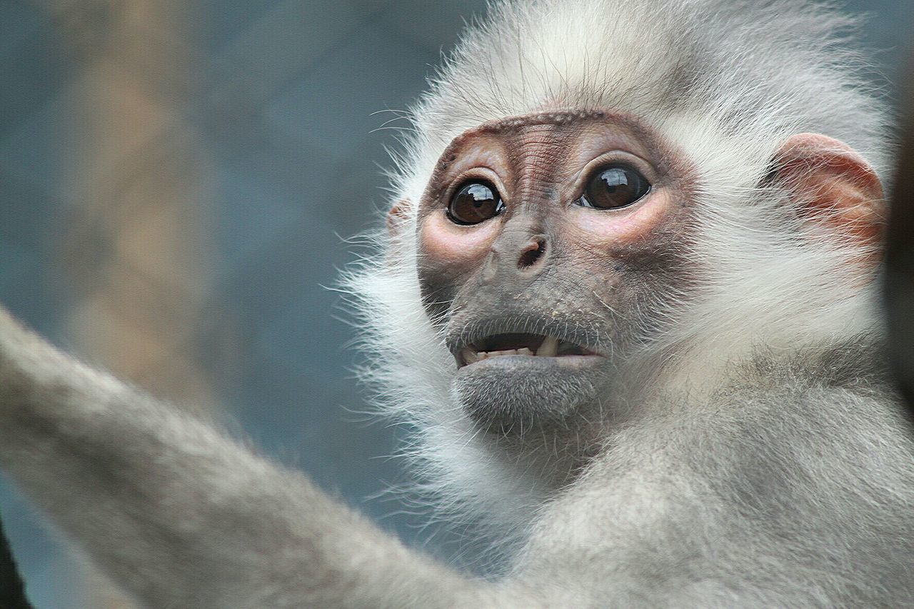 Close-up portrait of a monkey