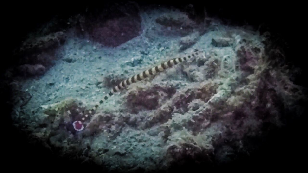 AERIAL VIEW OF CORAL