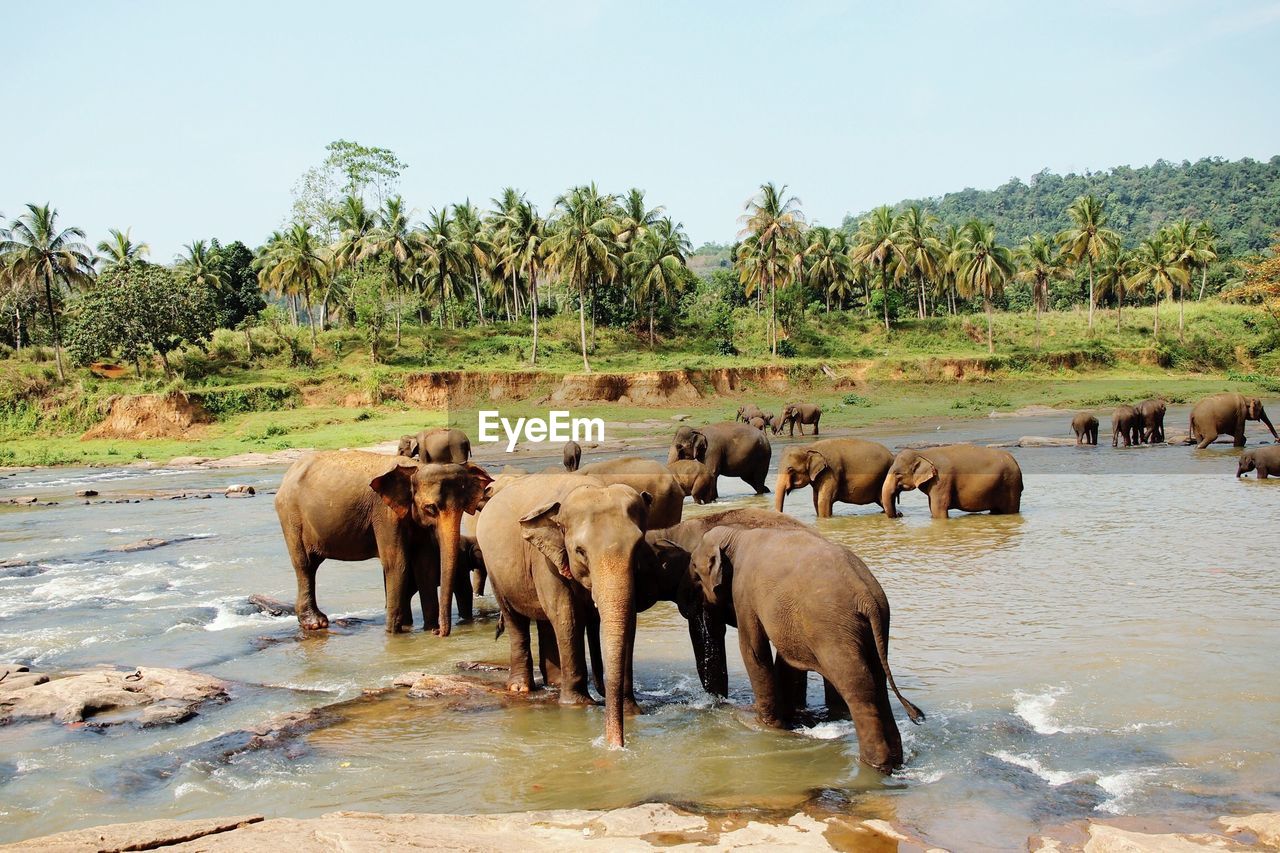 HERD OF ELEPHANT IN A FARM